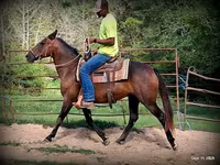 مادیان, Quarter Horse — عکس 7