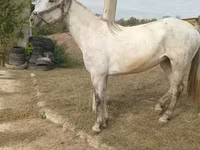 Iapă, Orlov Trotter — foto 2