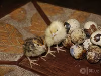 टेक्सास ए एंड एम — फ़ोटो 4