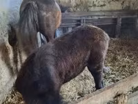 مادیان, Lipizzaner — عکس 2