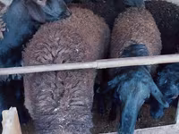 Vædder, Blackheaded Persian sheep — foto 4