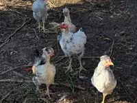 Silkie — foto 4