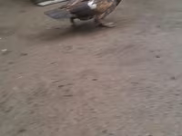 Ducks — foto 2