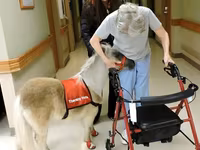 Kůň, Miniature horse — foto 5