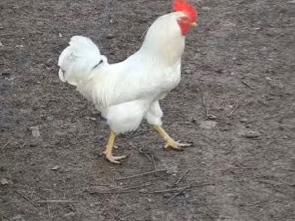 Chickens