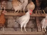 Chickens — foto 5