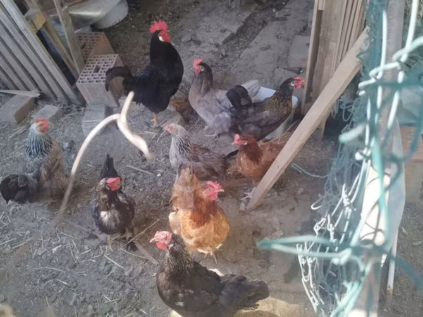 Chickens — Serbia