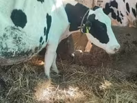 Ko, Limousin-ko. — foto 4