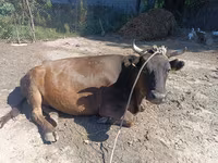 İnek, Alatau ırkı — foto 4