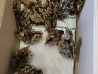 Turkeys — foto 1