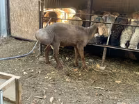 Schaf, Edilbay sheep — Foto 1