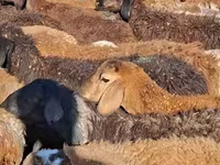 Geel dhaddig, Camels — sawirka 4