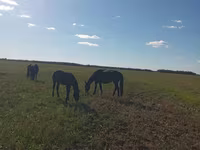 Klisna, Koně — foto 1