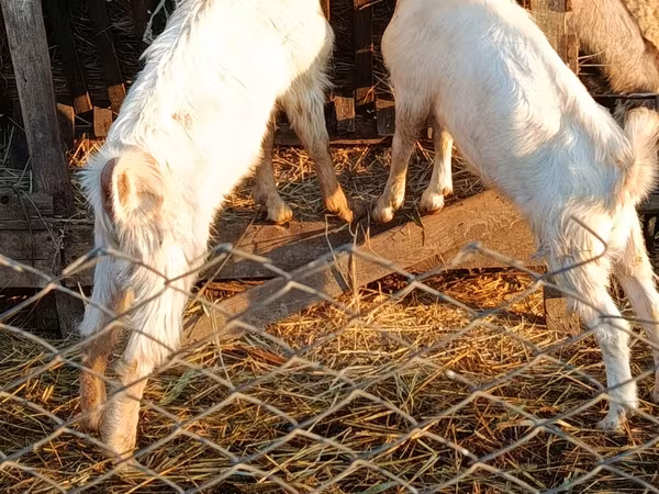 Козел, Nubian Goat