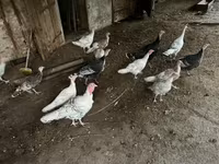 Turkeys — foto 3