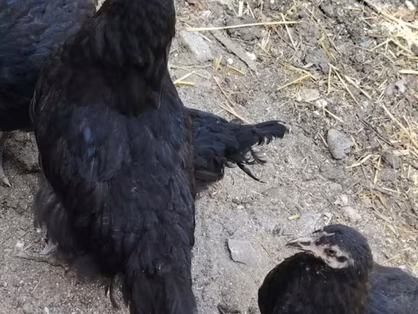 آسٹرالورپ