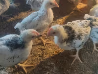 Chickens — fotografija 2