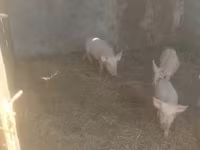 Eber, Schweine — Foto 1