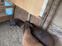 Ovca, Karakul sheep — fotografija 5