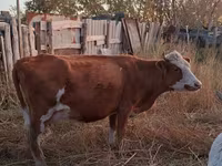 Kuh, Latvian Blue cattle — Foto 1