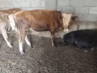 گاو نر, Simmental cattle — عکس 6