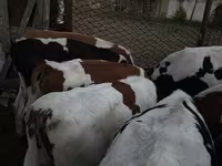 วัวตัวผู้, Swiss cattle — รูปภาพ 1