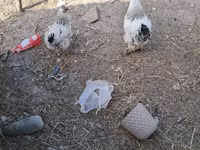 Brahma — Foto 1