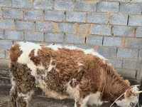 Kuh, Simmental cattle — Foto 3