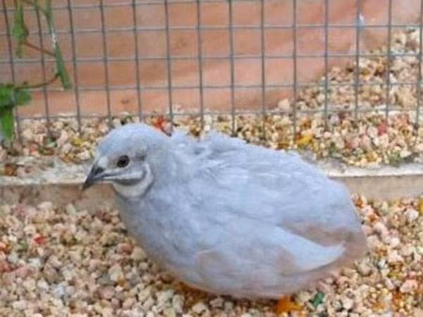 King Quail