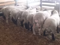 Beran, White Suffolk sheep — foto 7