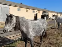 Kısrak, Hungarian horse breed — foto 8