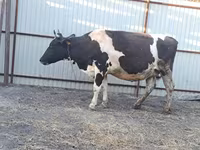 ላም, Holstein breed — ፎቶ 6