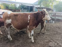 Bò đực, Simmental cattle — ảnh 2