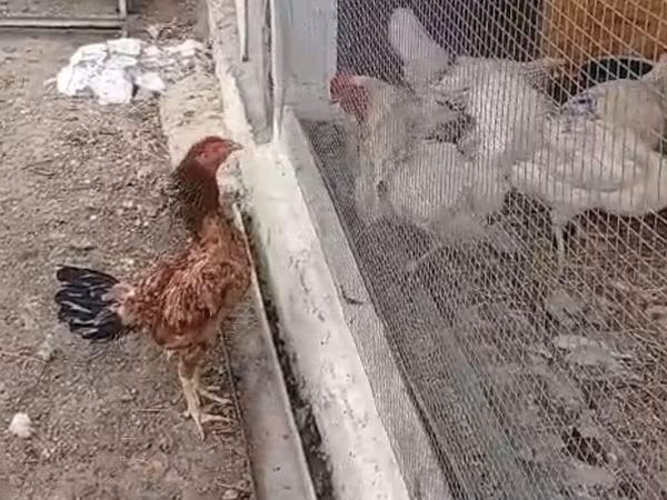 Chickens