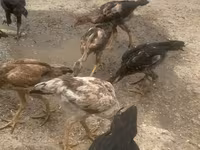 Shamo chickens — foto 2
