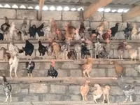 Chickens — foto 3