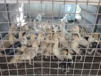 Ducks — عکس 5