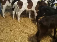 Rundvee (partij, geslacht niet gespecificeerd), Simmental cattle — foto 8