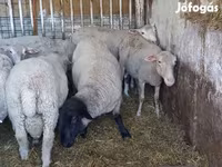숫양, White Suffolk sheep — 사진 5
