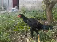 Shamo tavukları — foto 1