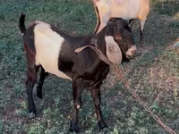 Bok, Nubian Goat — foto 5