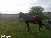 Kůň, Koně — foto 2