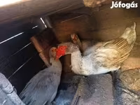 Ducks — 사진 3
