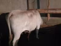 گائے, آولییکول نسل — تصویر 4