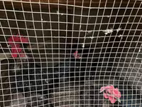 Chickens — ፎቶ 2