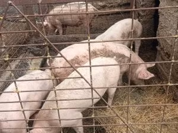 แม่สุกร, หมู