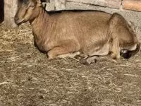 بز (گروه، جنسیت مشخص نشده), Alpine goat — عکس 2