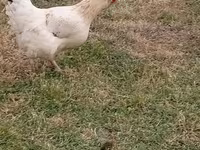 Chickens — foto 1