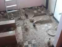 Quails — foto 3