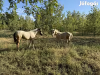 Hingst, Hästar — foto 1